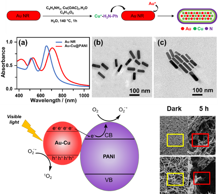 Figure 2. Electron-rich, hybrid n-doped Au-Cu rods (a-c) demonstrating photo-redox formation of ROS that leads to fibrin clot degradation in 5 h.